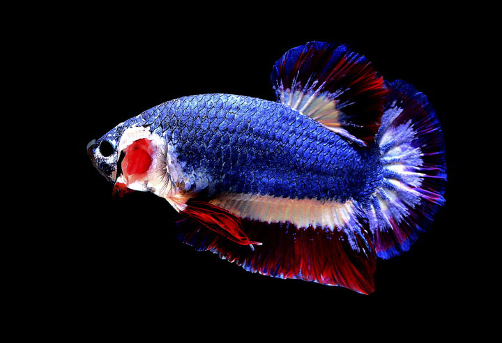331