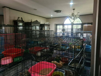 ชาวบ้านสุดทนร้องบ้านเลี้ยงแมวเกือบ 200 ตัวส่งกลิ่นเหม็นคละคลุ้ง - โลกวันนี้ nb3 - ชาวบ้านสุดทนร้องบ้านเลี้ยงแมวเกือบ 200 ตัวส่งกลิ่นเหม็นคละคลุ้ง - โลกวันนี้
