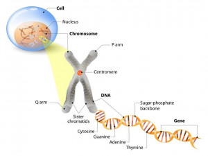 dna