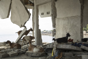 Earthquake and Tsunami in Palu, Sulawesi