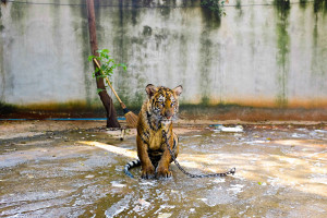 Tiger roadshow workshop (4)
