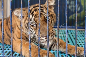 Tiger roadshow workshop (5)