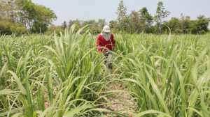 sugarcane-farm
