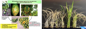 HRDI_Global warming (3)